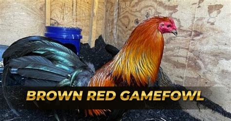 conditioning medicine for gamefowl|21 Days Conditioning Method for Cockfighting .